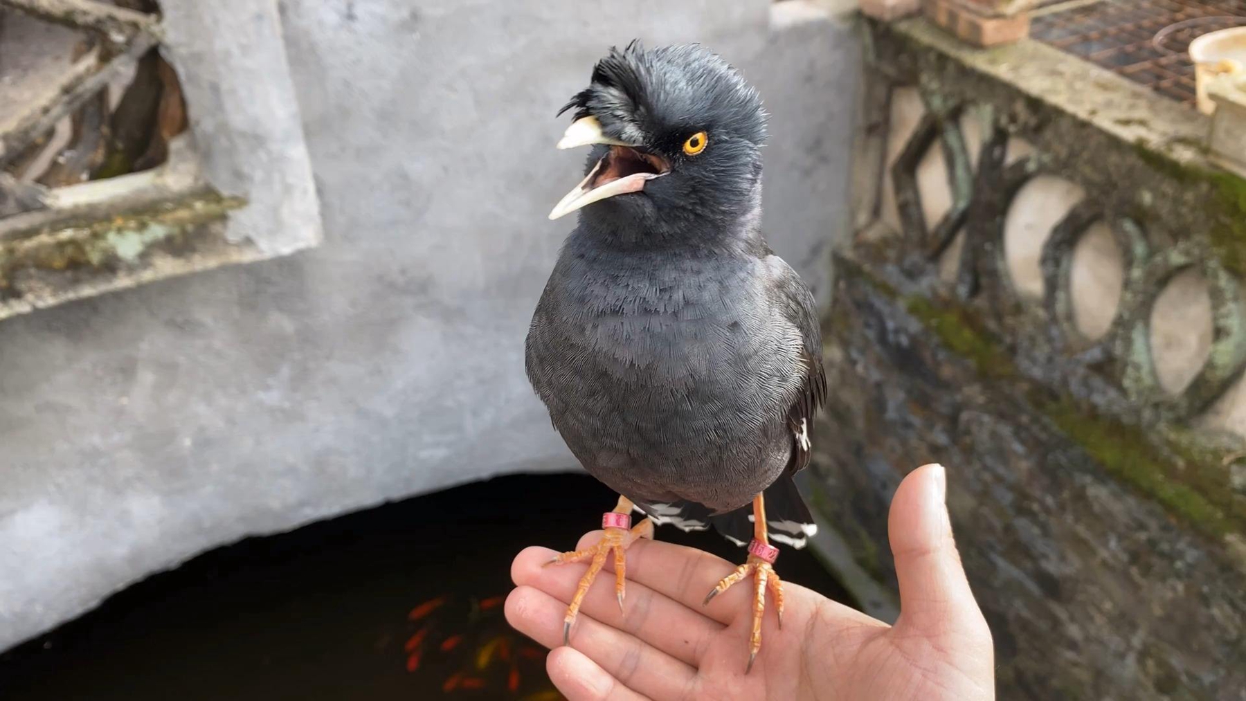 八哥鹩哥有什么区别?养八哥要注意什么?