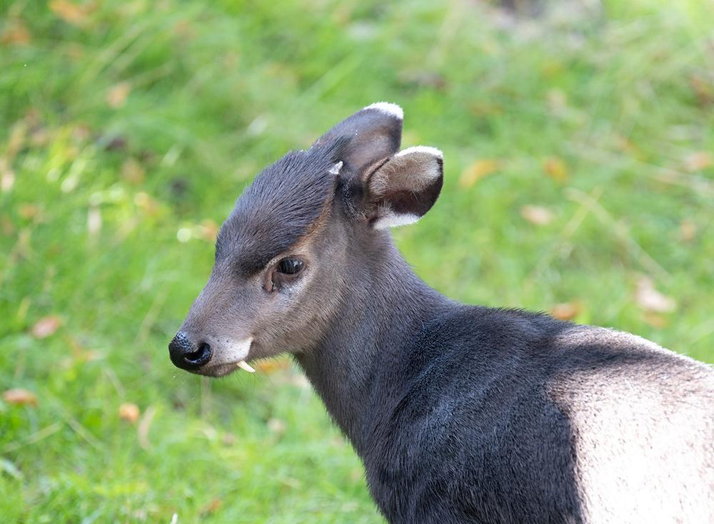 陕西汉中发现"青鹿",长有虎豹般的尖牙,打斗时能把对手咬出血