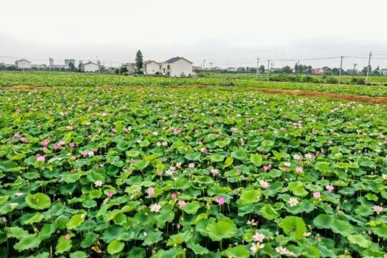 抢"鲜"上市!望城荷花虾迎来兔年销售开门红