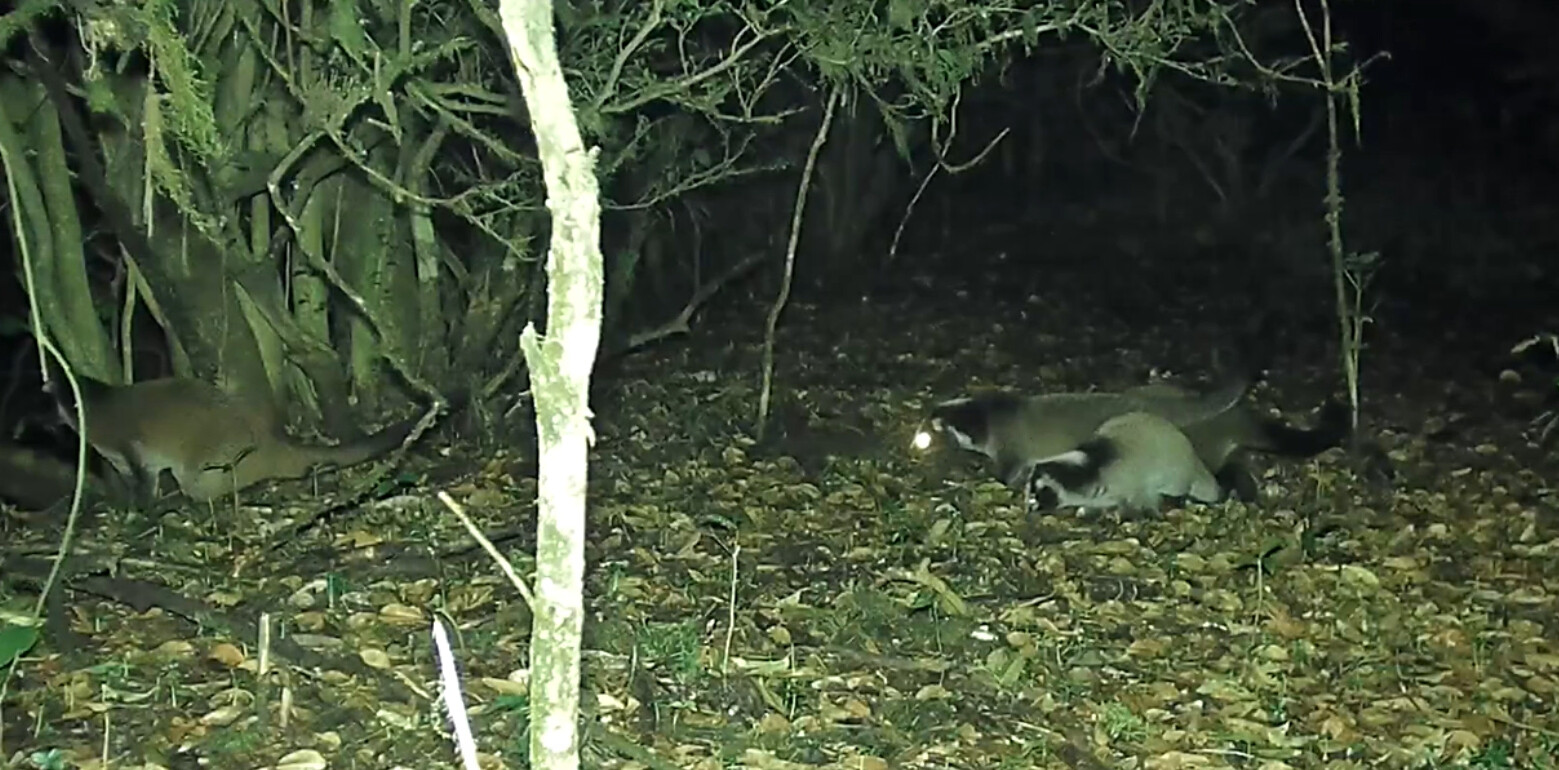 云南景东:同一个红外相机镜头下的"动物世界"