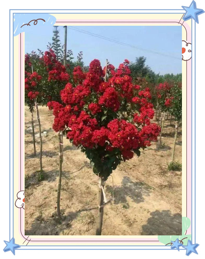 百日红养护指南:从苗到花的全攻略