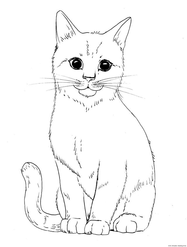 虎年说大猫|古生物学家如何"复活"化石猫类