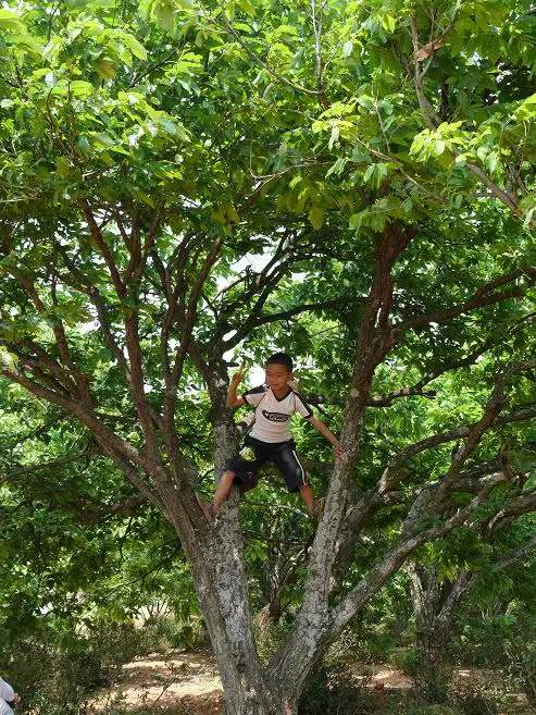 农村生产队时期的童年趣事:掏鸟窝