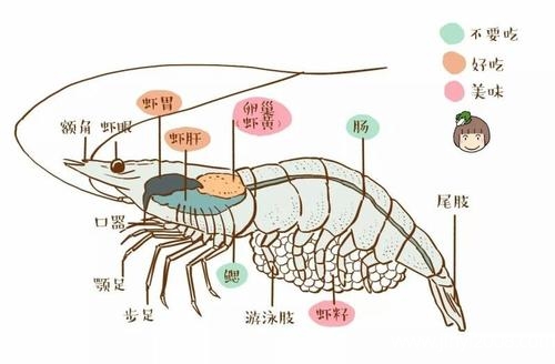 龙虾部位名称图图片