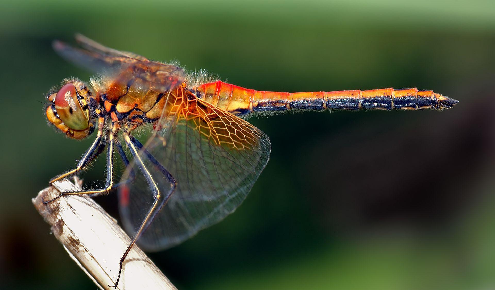最被低估的昆虫:蜻蜓,飞行界的真正王者,捕猎成功率高达95%