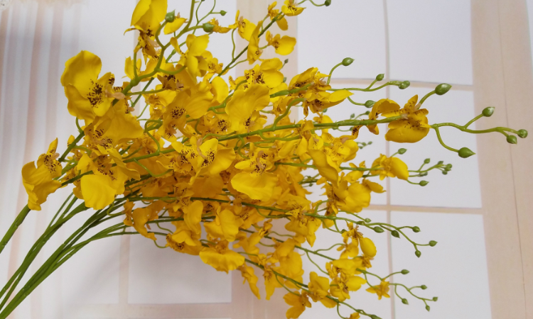 跳舞兰的花语和寓意