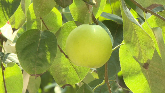 鸬鸟蜜梨开采!今年还有"新"亮点