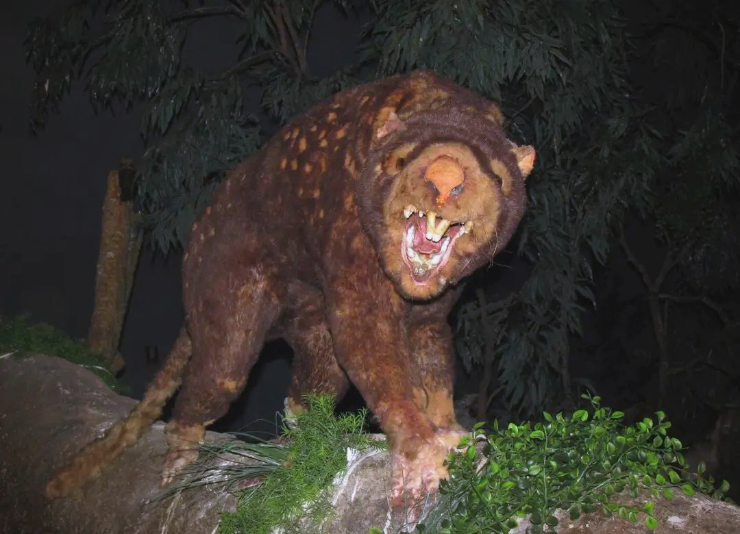 澳大利亚的顶级掠食者