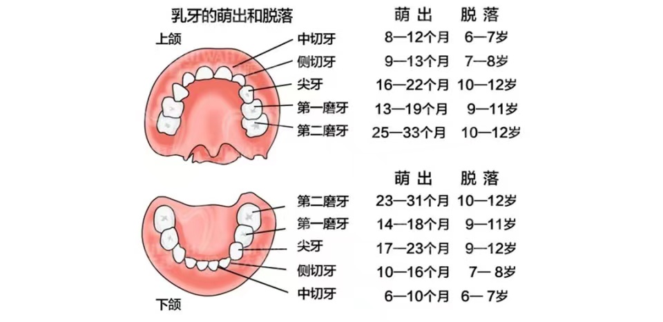 所有牙齿都会换吗图片