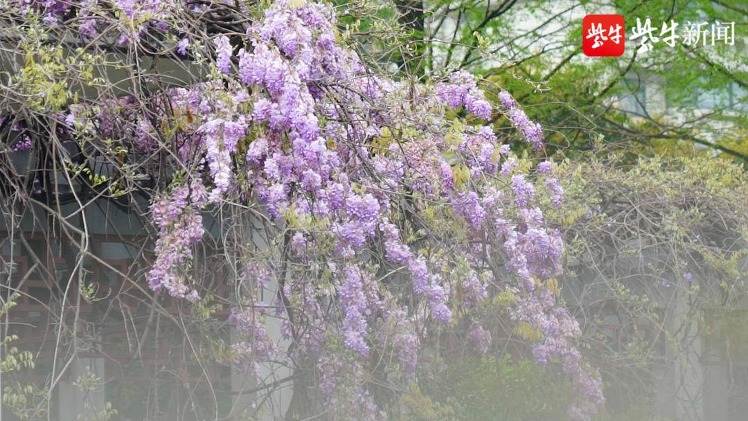 南京600歲紫藤花開,小長假去邂逅一場紫色浪漫