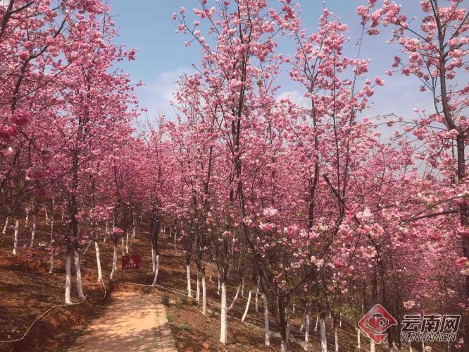 宜良樱花谷风景区介绍图片