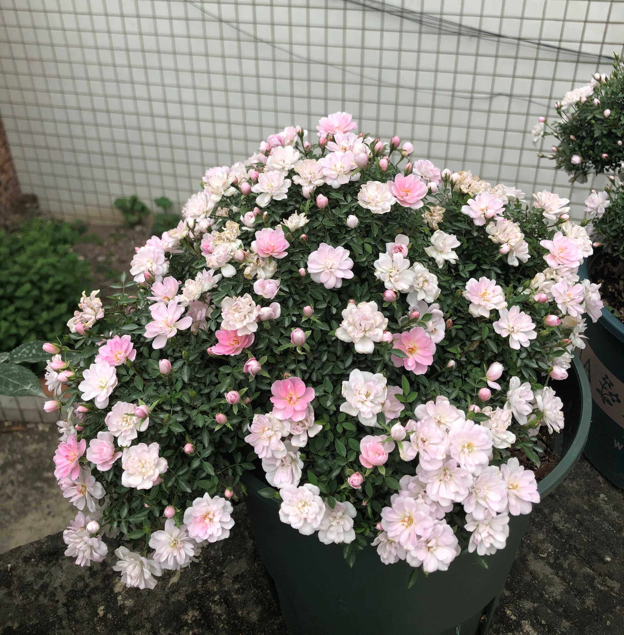 阳台养月季,就选"姬乙女",植株低矮小巧,养护容易,花期超长