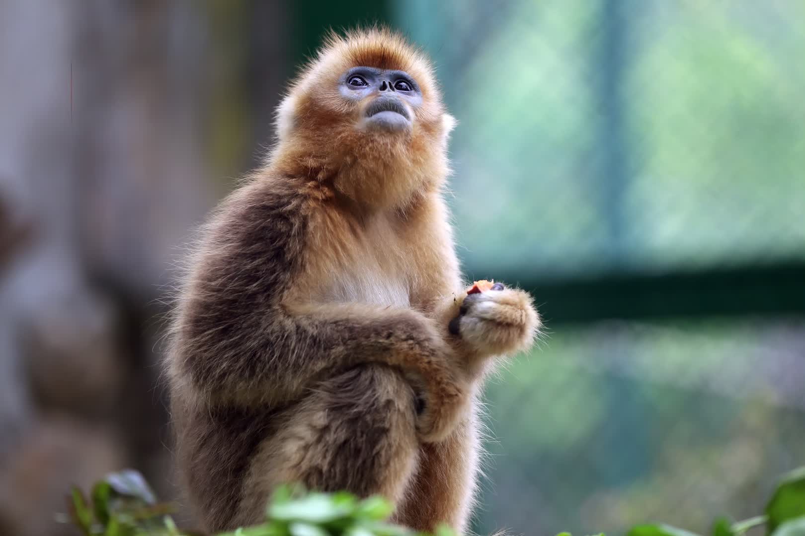 "湘"约五一·城会玩⑨|告别单身,长沙动物园金丝猴"闪电"迎来新伙伴