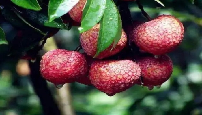 情人荔是什么荔枝品种