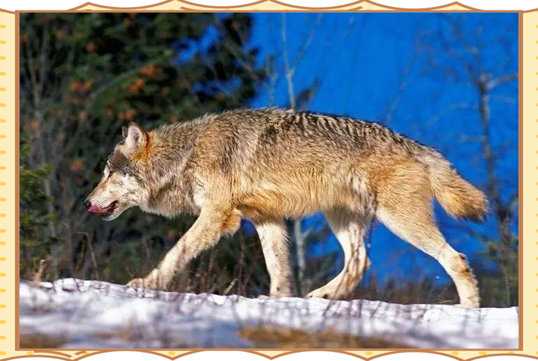 北美灰狼:地球上体型庞大的犬科动物