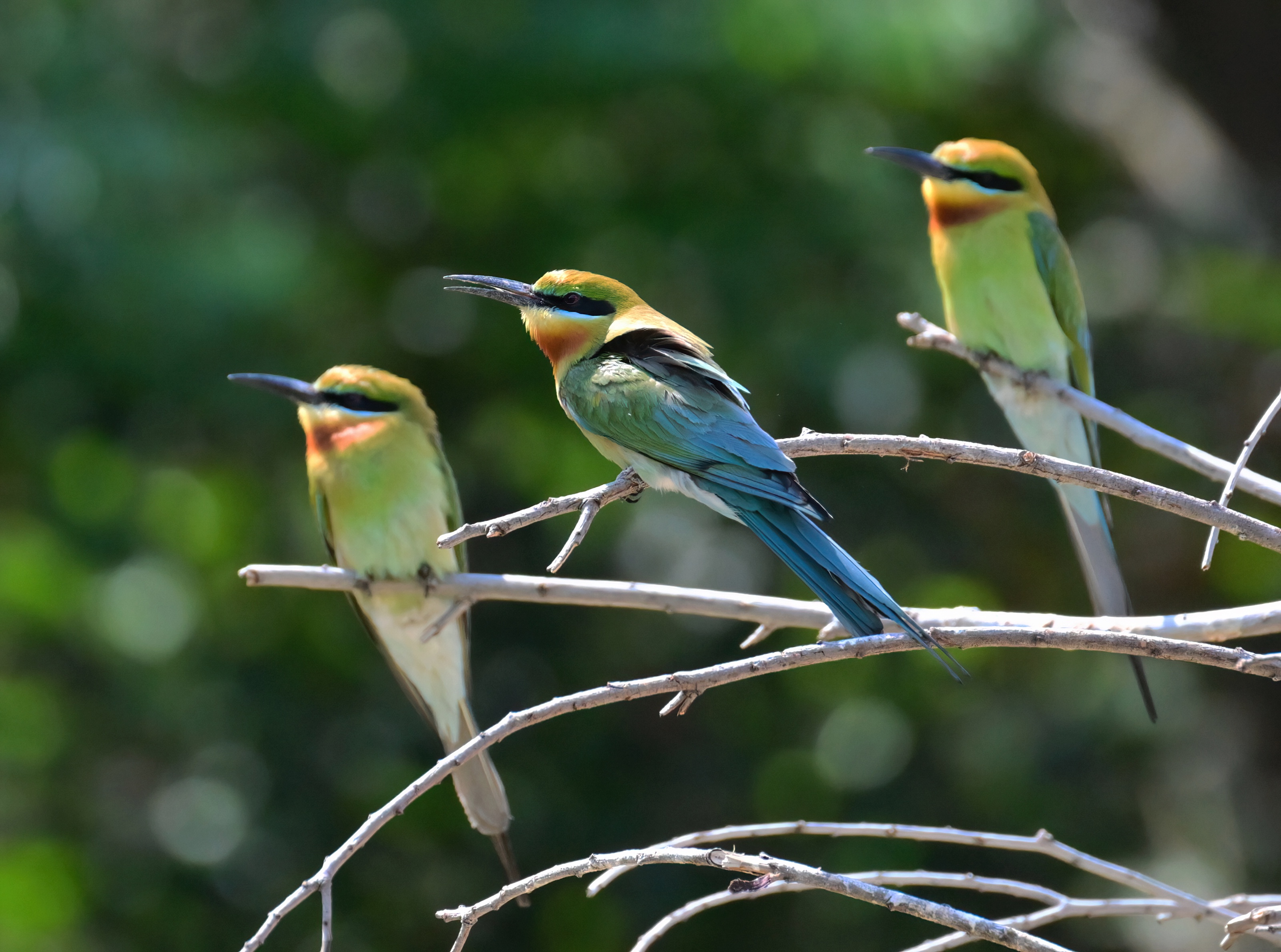 (环境)"最美候鸟"栗喉蜂虎福建厦门"安家"