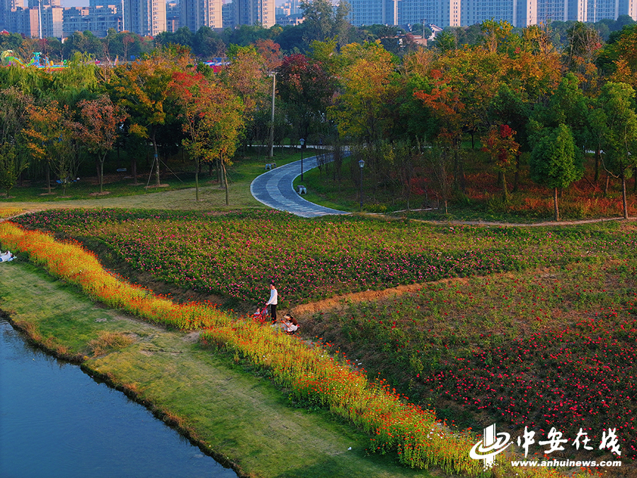 入目皆景!50张美图带你打卡合肥的秋天