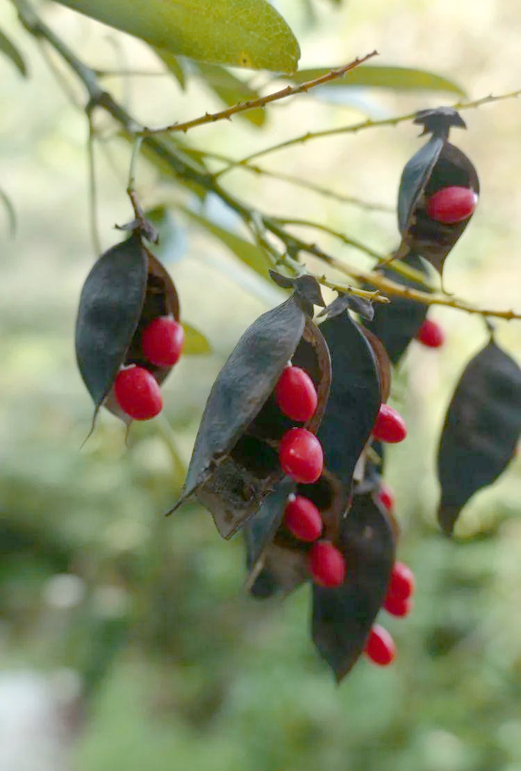 探秘中秋的凹叶红豆:一种蕴含相思之情的植物