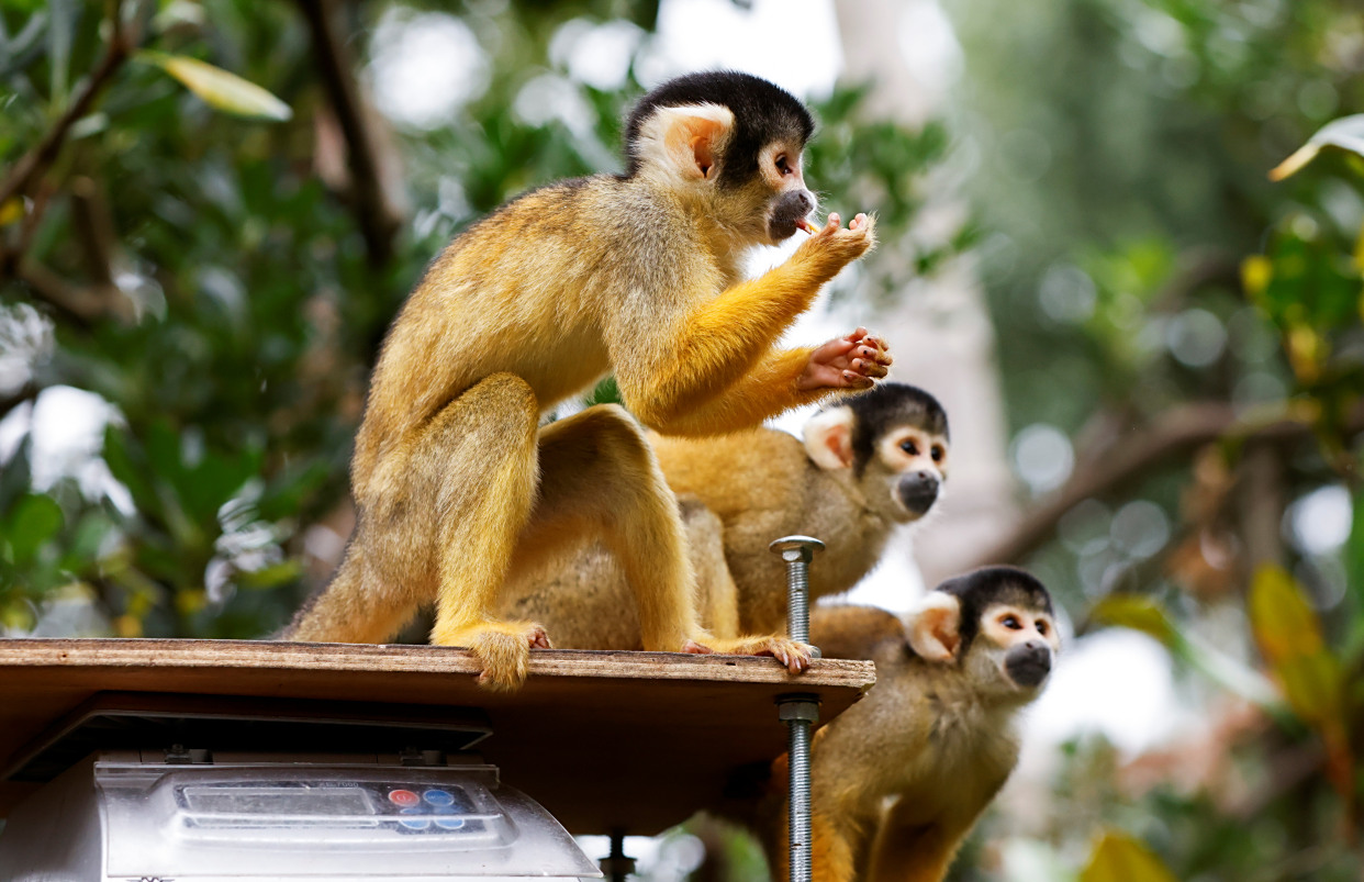 (29)伦敦动物园迎来年度动物大体检