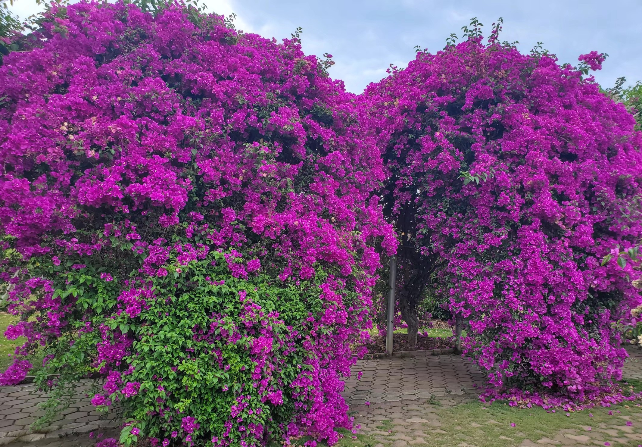 北方养三角梅,就选"云南紫",耐寒性不错,皮实好养,多季开花