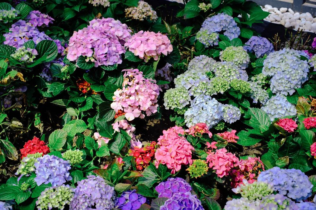 五彩绣球花开啦!快来这里寻找春天的烂漫!