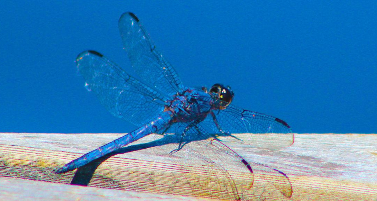 蓝色蜻蜓是什么品种