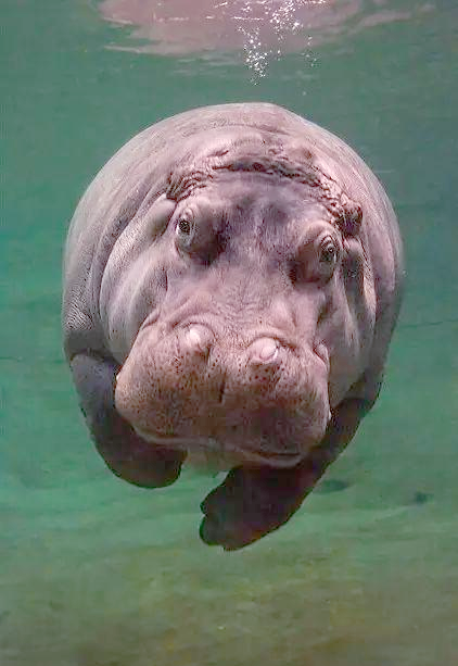 河马:非洲的大型草食哺乳动物