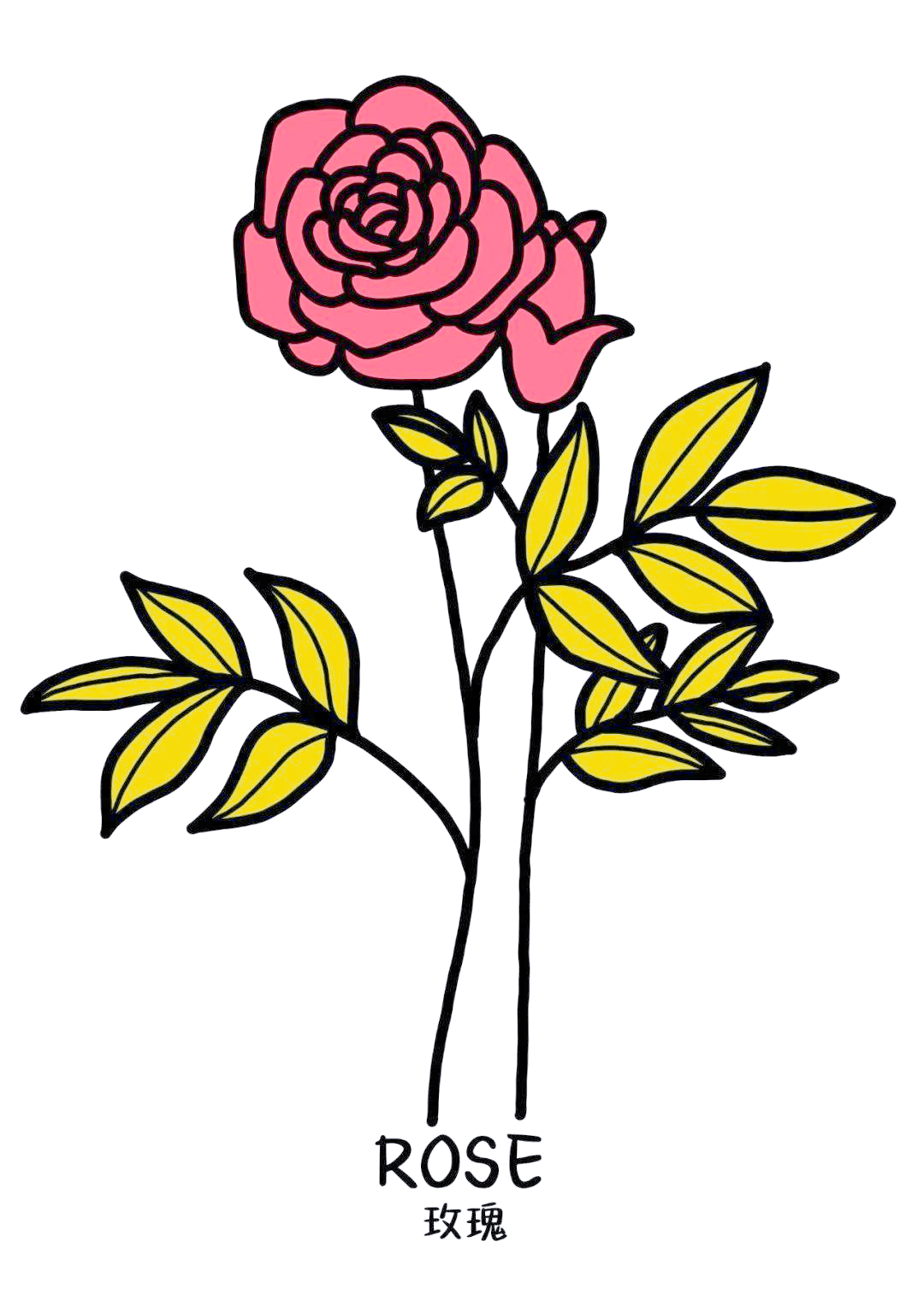 多种花卉的简笔画与花语解析