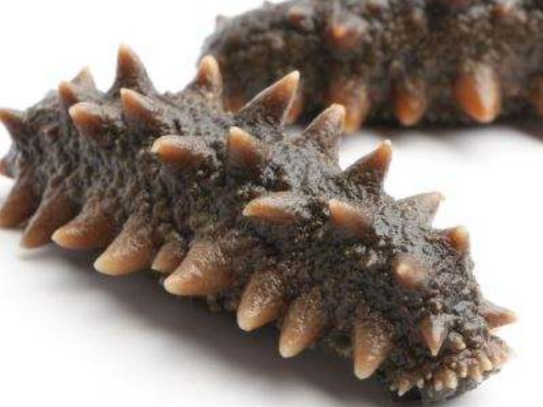 晗小厨:"私房辽刺参"领跑者 大连深海的"参情"问候