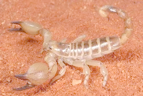 巴勒斯坦毒蝎:地球上毒性极高的蝎子种类