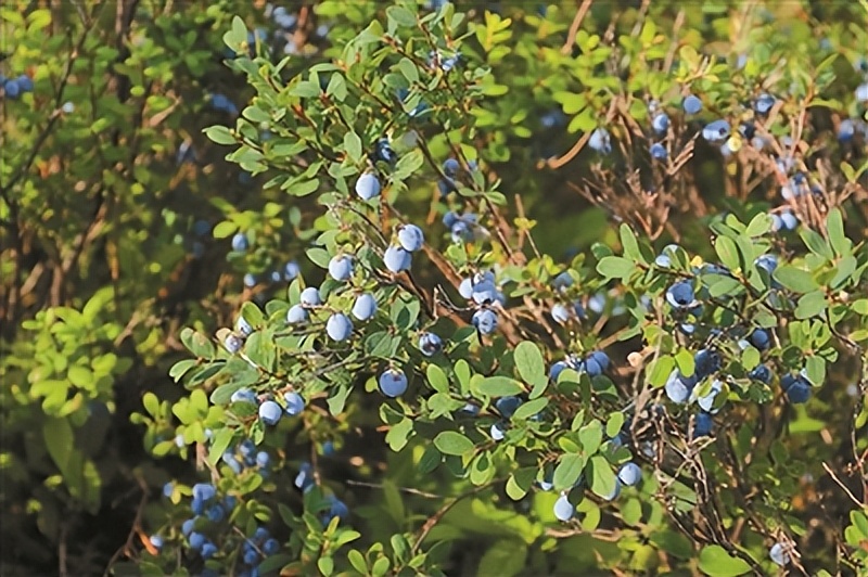 野生蓝莓树图片大全图片