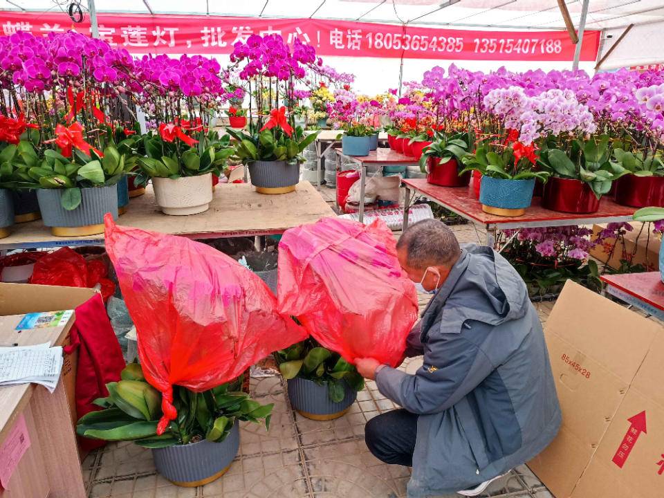 青州最大花卉批发市场图片