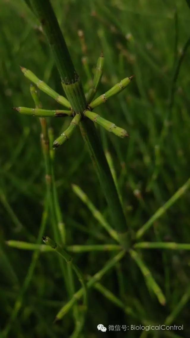 農業益生/有益植物——問荊