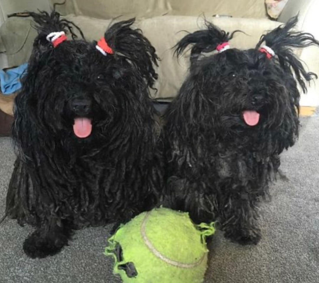 自从养了两只可蒙犬后,妹子每天都在崩溃:它们的毛里经常卡着蜜蜂!