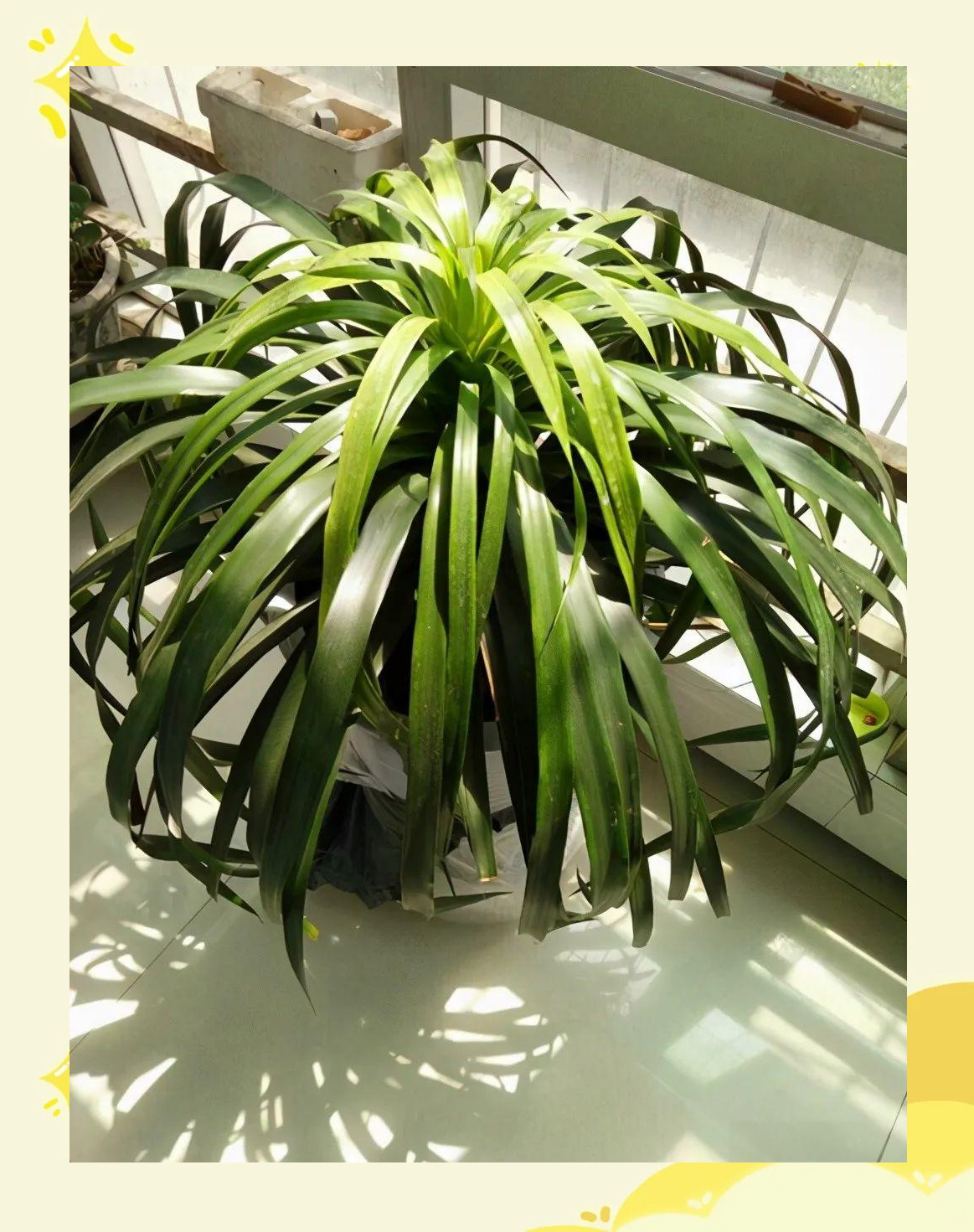 龙血兰,其学名是龙血树,属于龙舌兰科和龙血树属,它