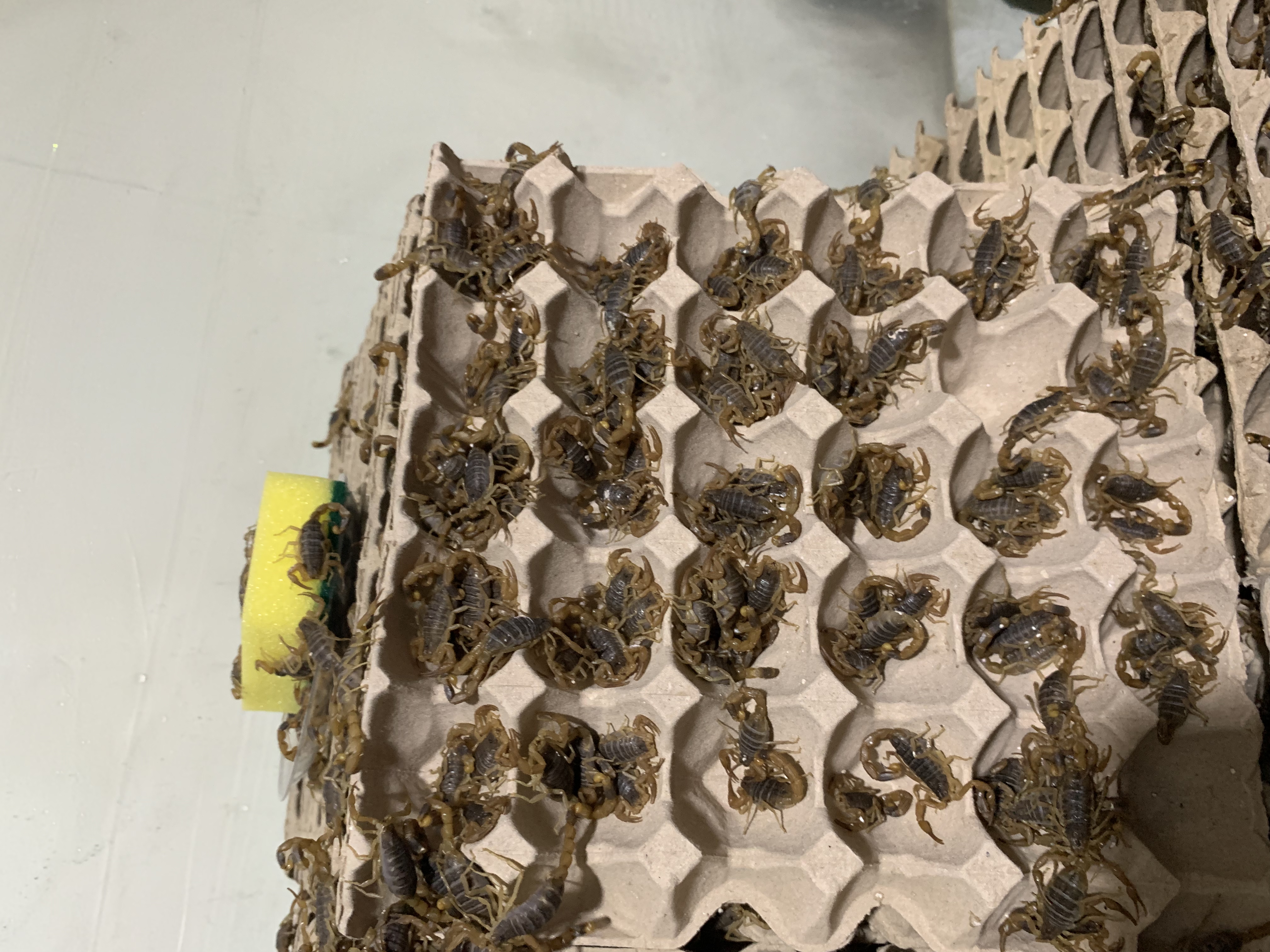 蝎子的养殖有技术和方法