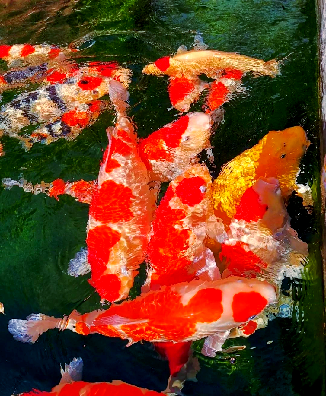 锦鲤鱼缸养殖的全方位日常护理