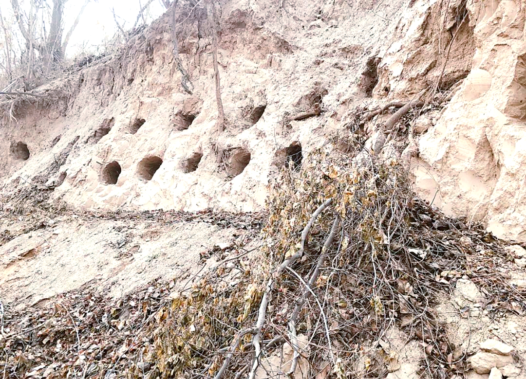 清风岭:黄河无堤坊的守护者与文化载体