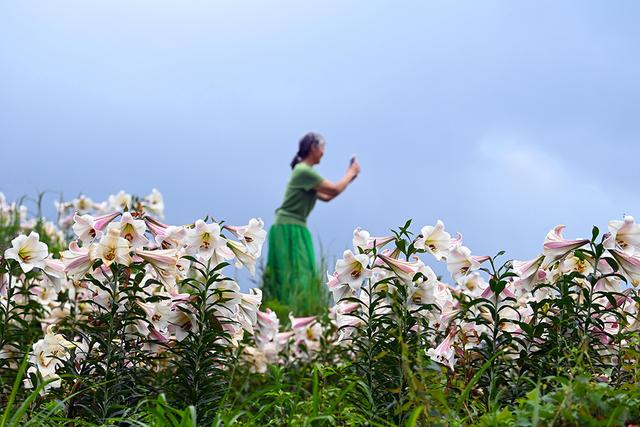 江西萬載:百合花開迎客來