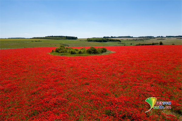 英国诺福克郡虞美人花开成海