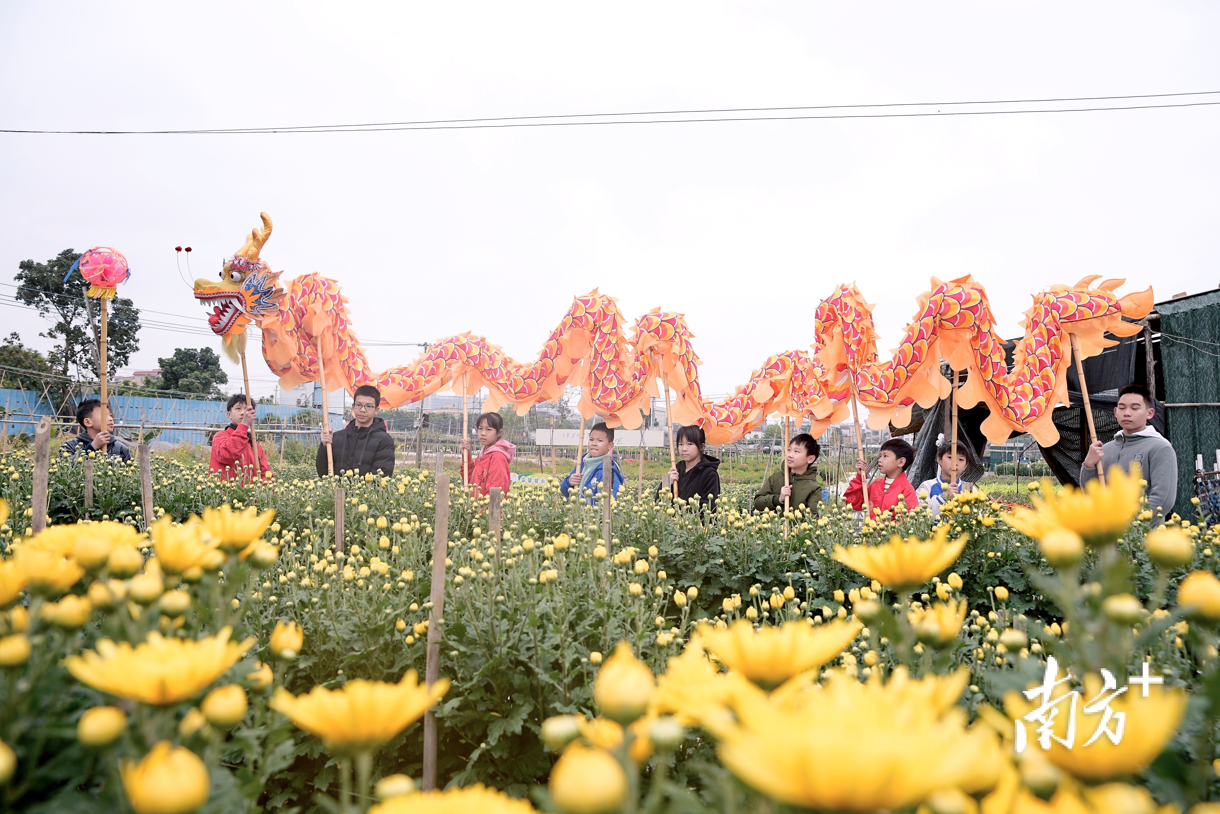 伦教荔村图片