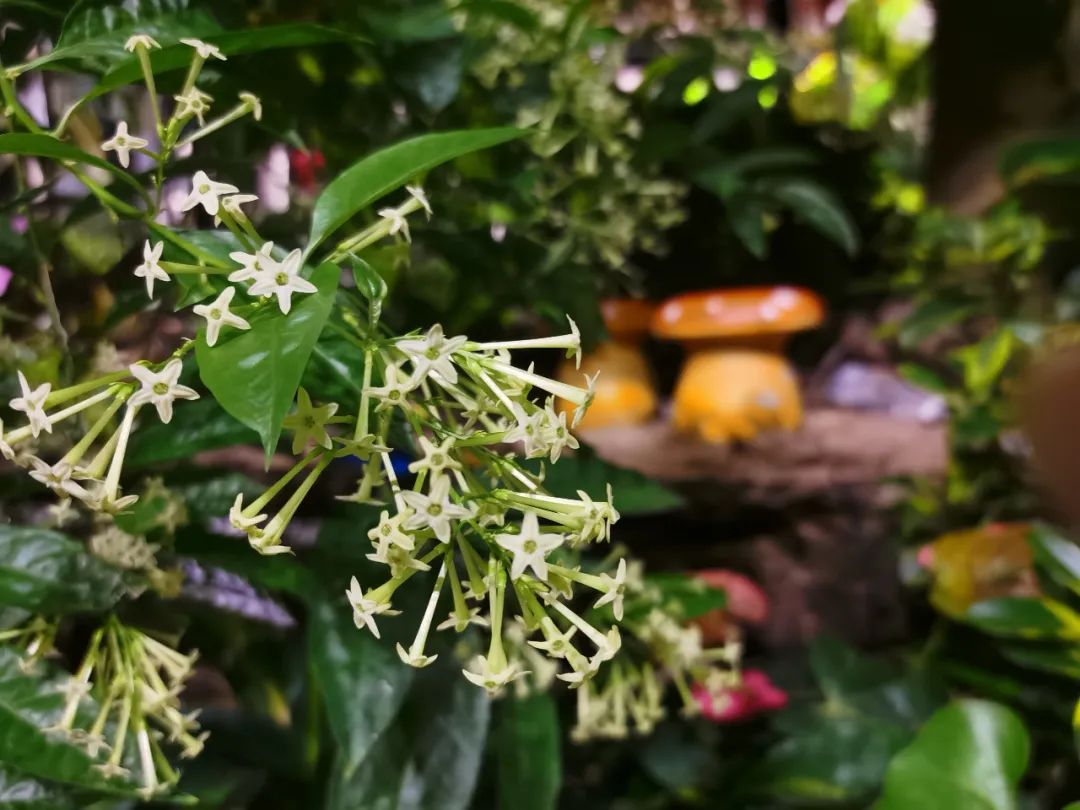 夜里开花的茉莉花—夜香树