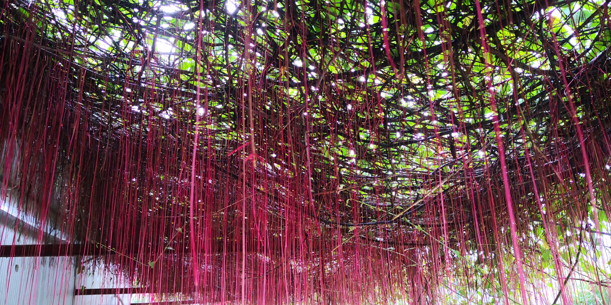 锦屏藤花期(锦屏藤能长多长)