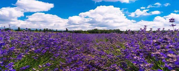 乌鲁木齐花卉批发市场 最新