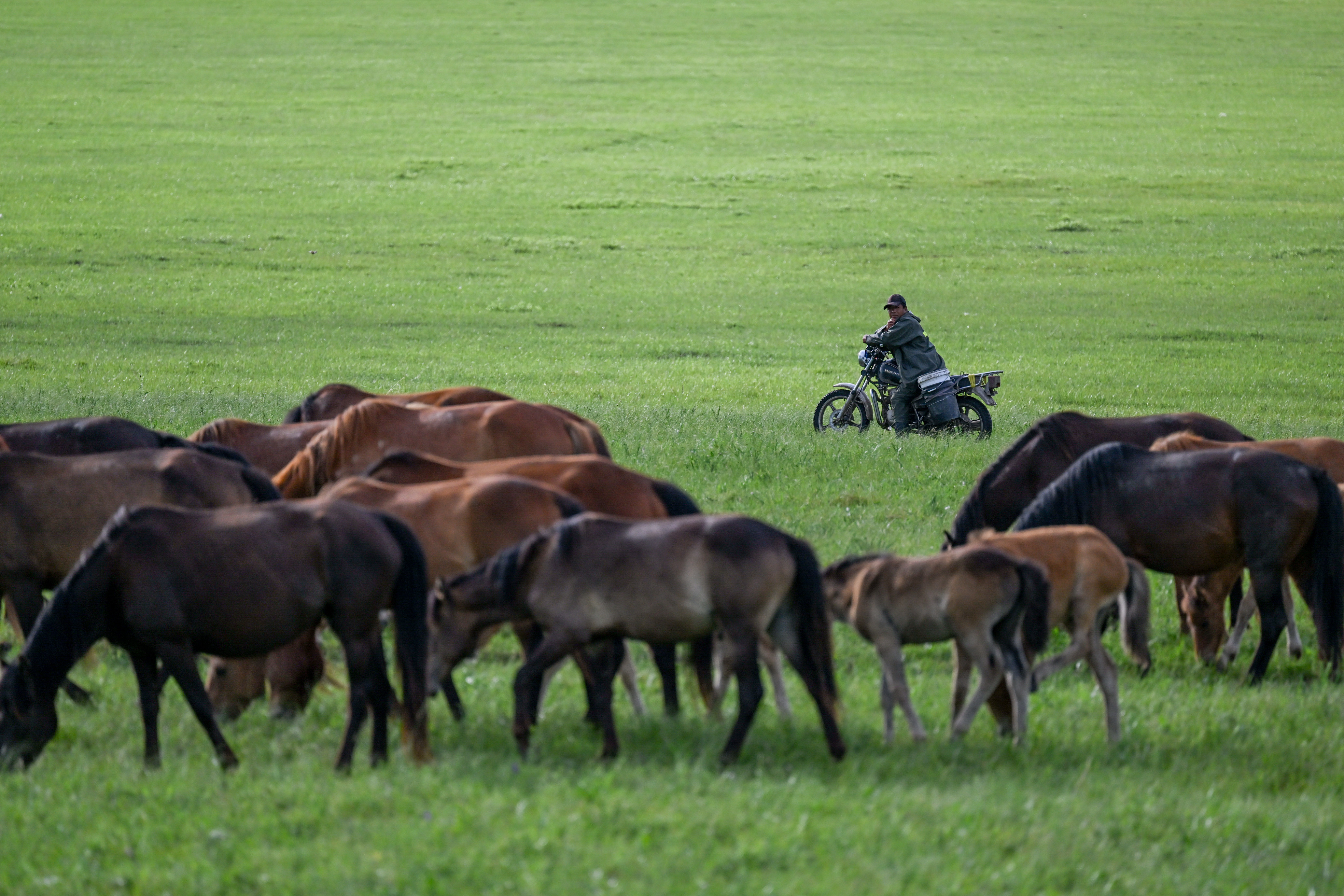 (美丽中国)夏日额仑草原