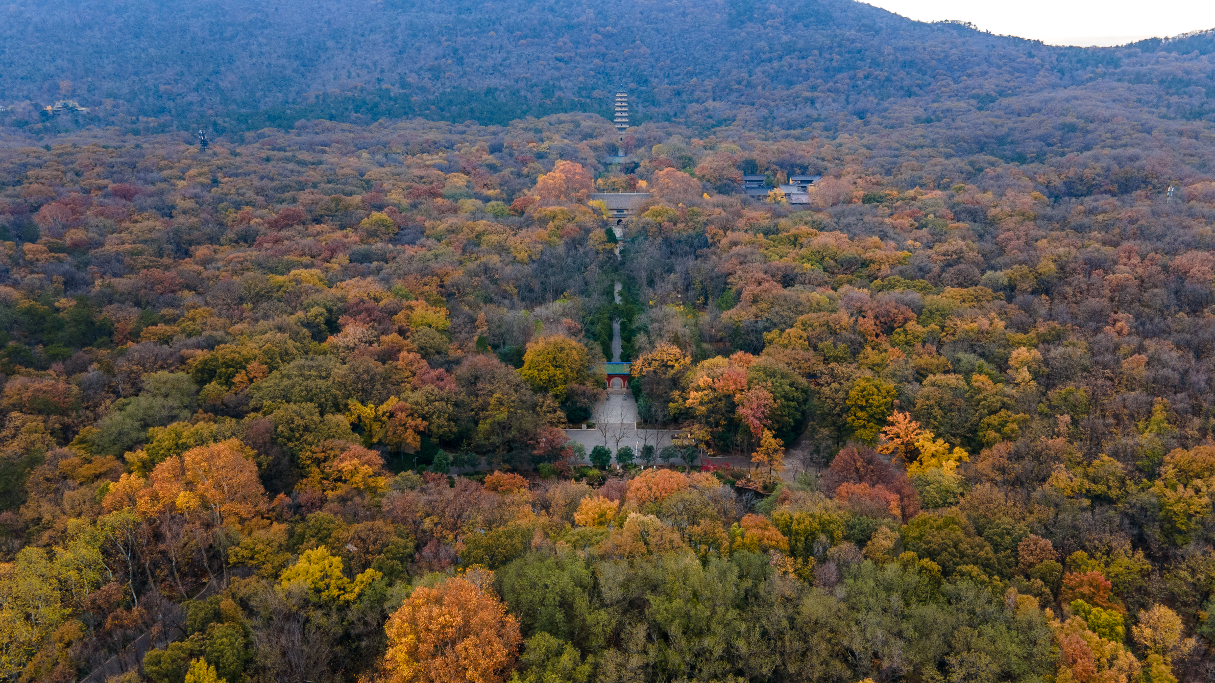 寒冷冬日下的南京灵谷寺秋色,依然那般让人惊艳,景色十分治愈
