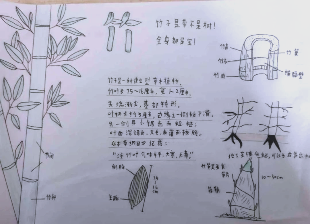 小孟镇中心小学开展"竹子项目式学习周"活动,探索竹之奇妙世界