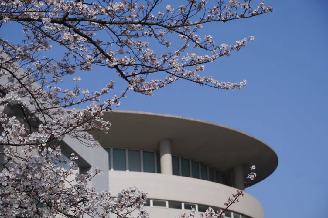 24小时直播绝美大片同济大学樱花来了