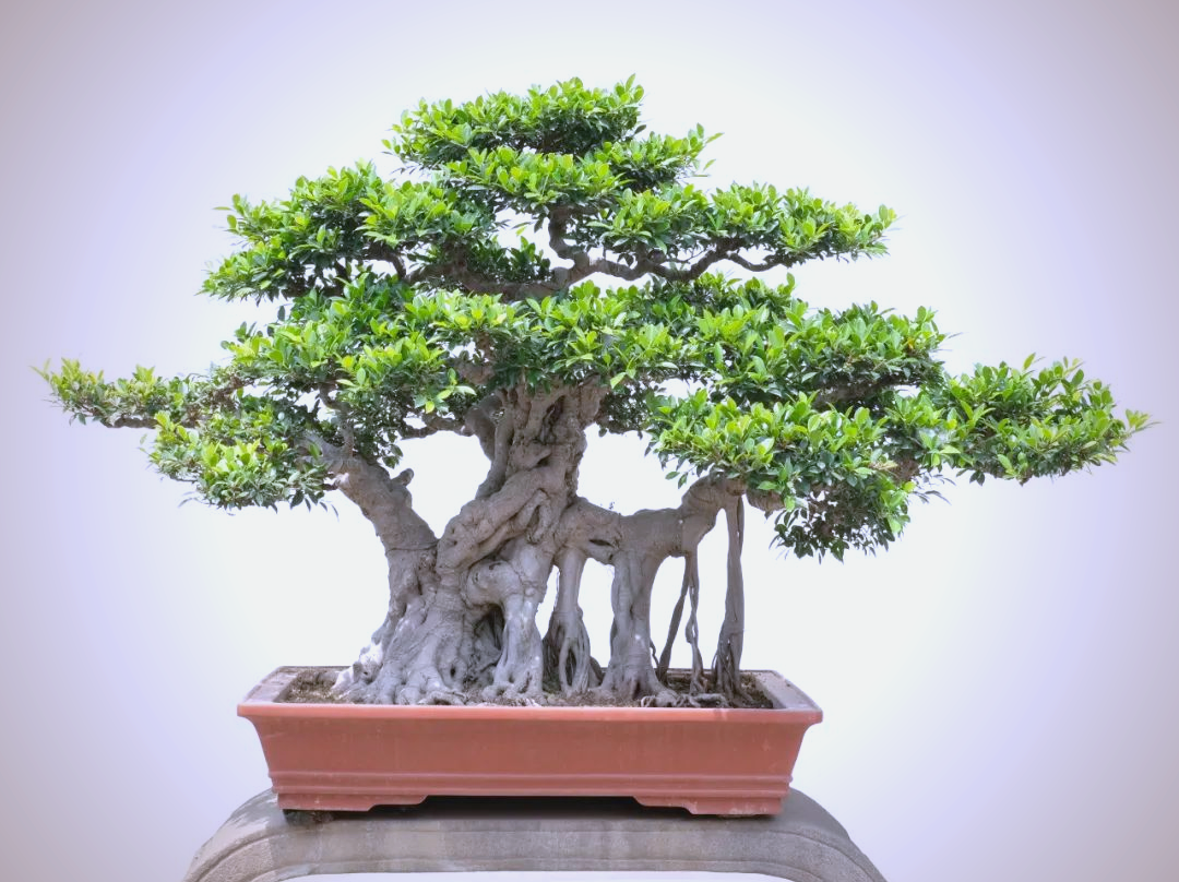 榕树盆景大师柯成昆:匠心培植的绿色传奇
