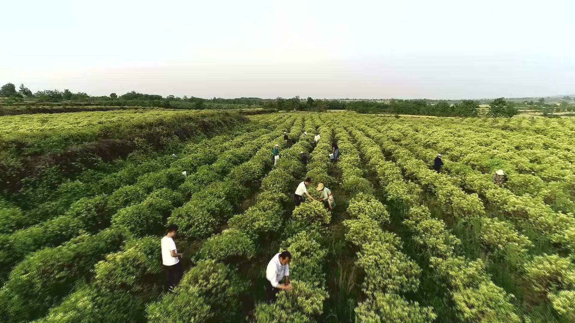 德国进口金银花采摘机图片